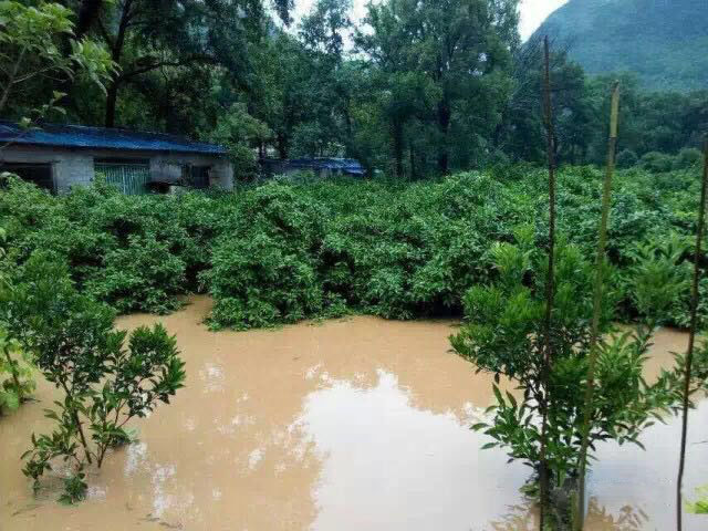 水災(zāi)后柑橘樹如何護(hù)理？